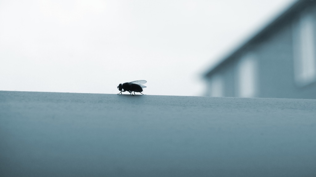 Dreaded housefly picture id172978875